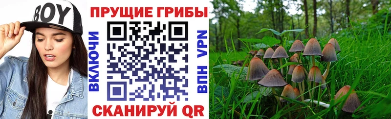 KRAKEN ТОР  Торжок  Псилоцибиновые грибы мицелий 